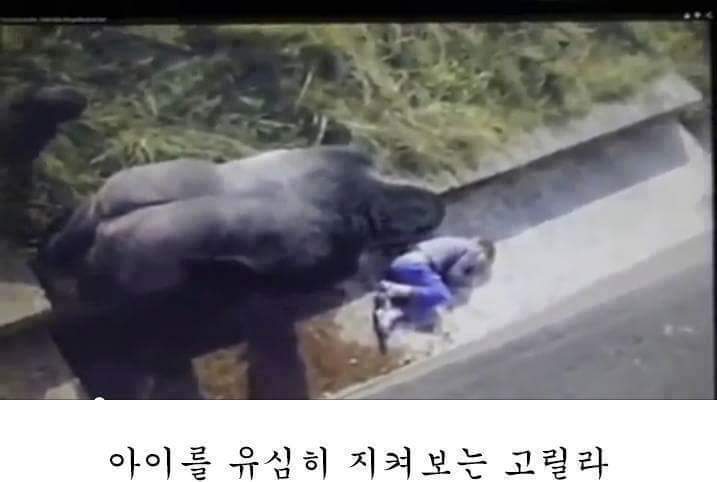 고릴라 우리에 떨어진 아이.. 고릴라의 반응은? | 인스티즈