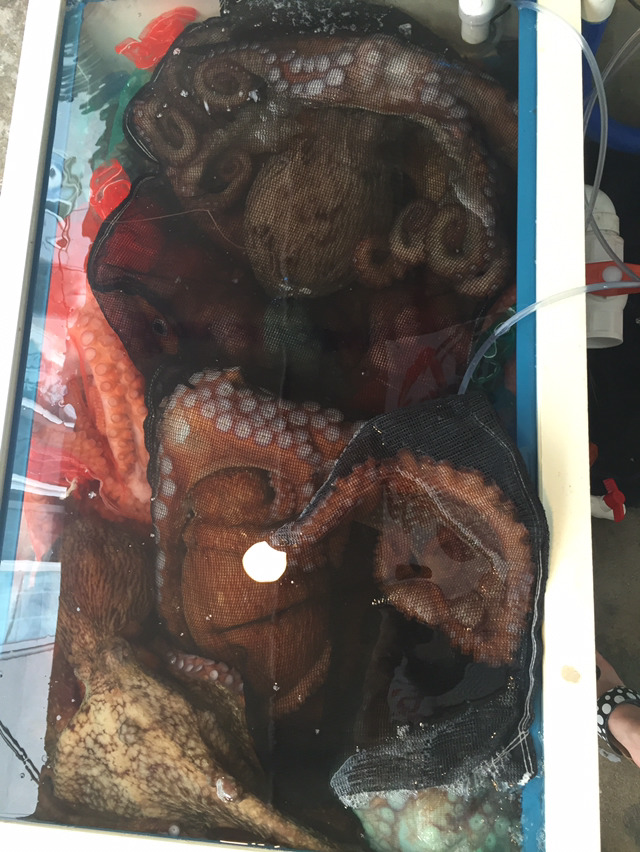 오문어 이미지