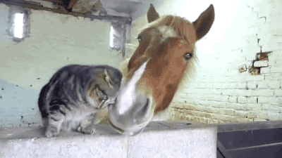 어울리지 않는 친구.gif | 인스티즈