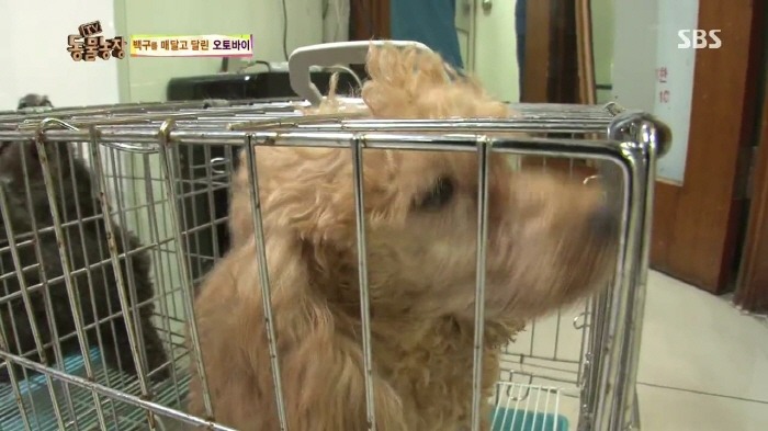 [TV동물농장] 동물농장에서 방송된 인천의 한 개 도축장의 현실.jpg | 인스티즈