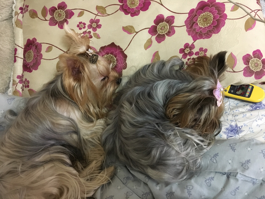 도담이 이미지