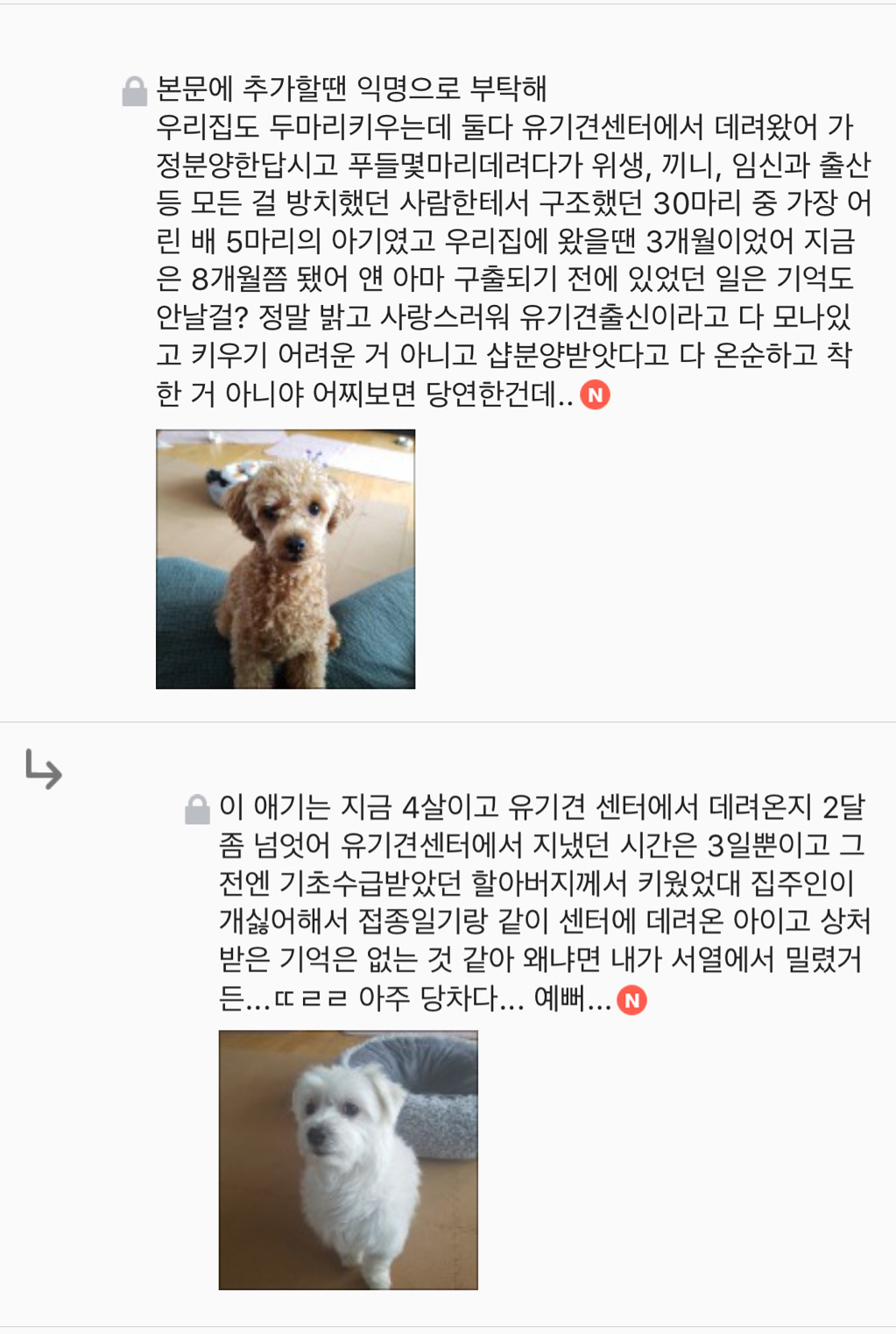 유기견 입양은 좀 꺼려져; 문제가 있어서 버려진 애들 아냐? | 인스티즈