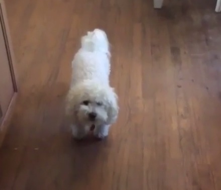 강아지 키우는 사람들 ㅋㅋㅋㅋㅋㅋㅋㅋㅋgif | 인스티즈