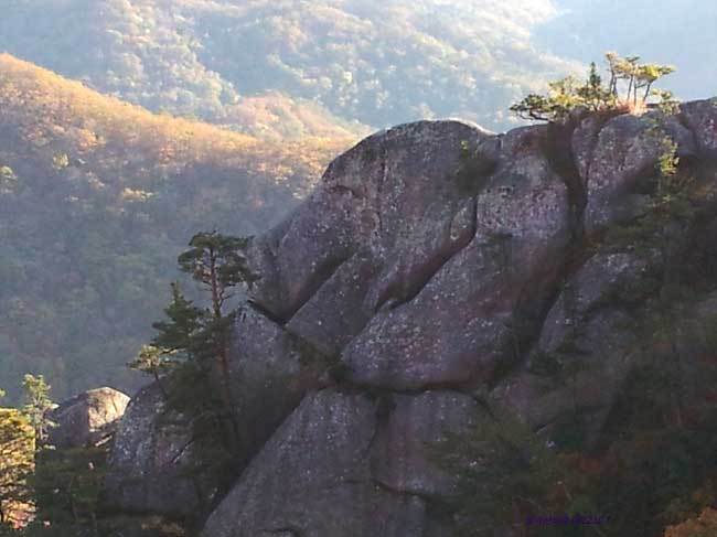 행운돼지 이미지