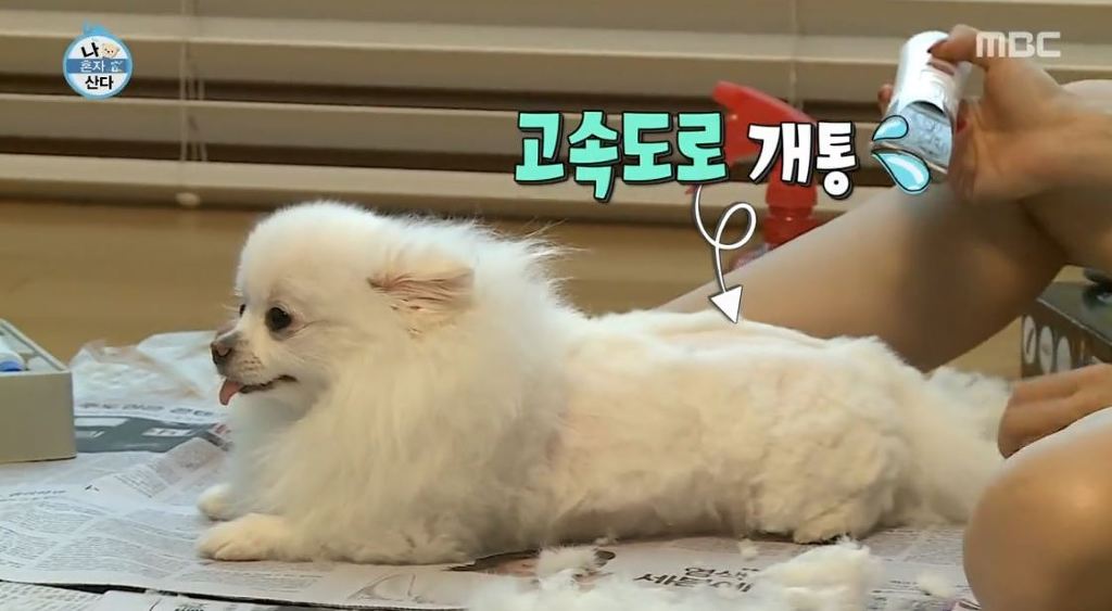 [나혼자산다] 순심이 셀프미용 | 인스티즈