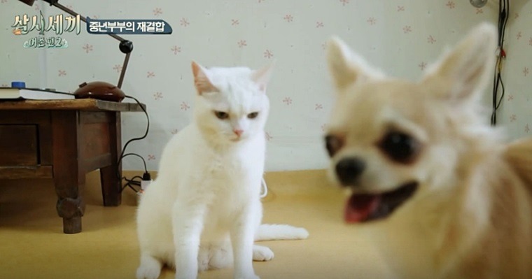핑크코 핑크귀 핑크젤리인 흰둥이 터키쉬 앙고라 고양이.jpgif (feat. 벌이) | 인스티즈