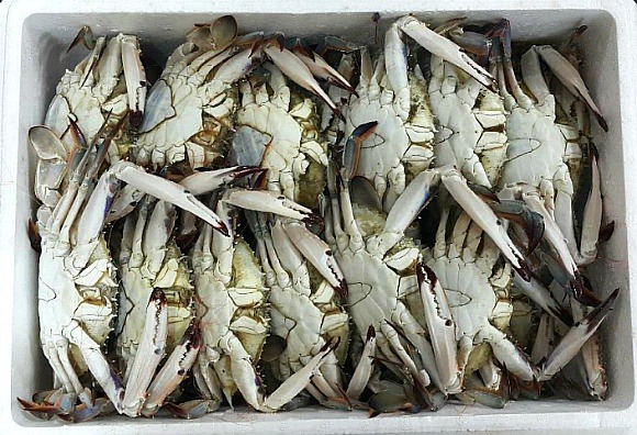 연평도수산 이미지