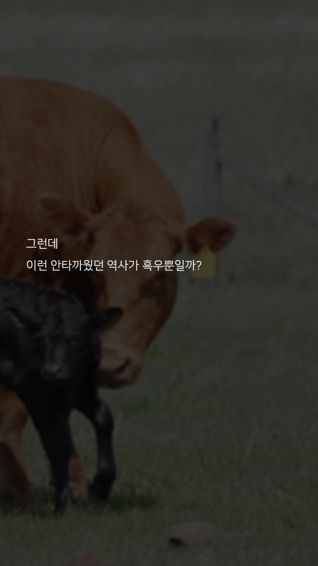 우리나라 한우는 왜 황색일까?jpg | 인스티즈
