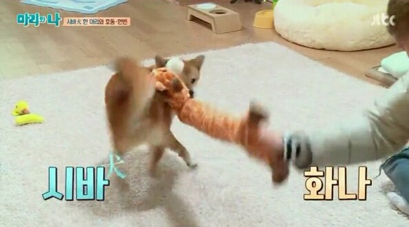 짤파티인 프로그램 | 인스티즈