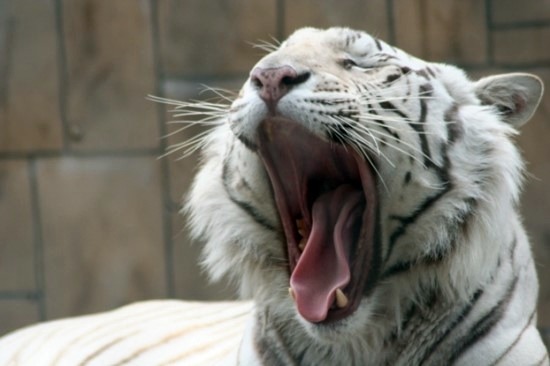 당신은 하품을 하지않고는 이 글에서 나갈 수 없다 | 인스티즈