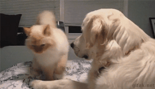 아니 고양이들 억울해서 살겠냥 ;; | 인스티즈