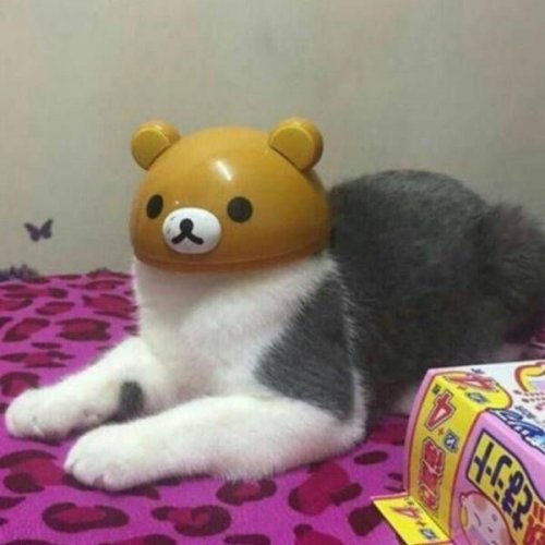 고양이 단짠단짠 모음 2탄 (귀여움 주의) | 인스티즈