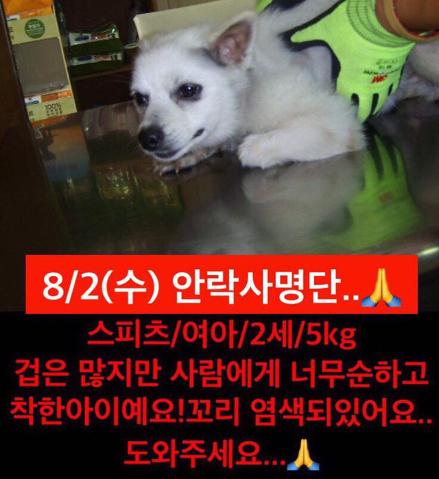 안락사명단 19마리 강아지 고양이 보고가줘..ㅠㅠ | 인스티즈