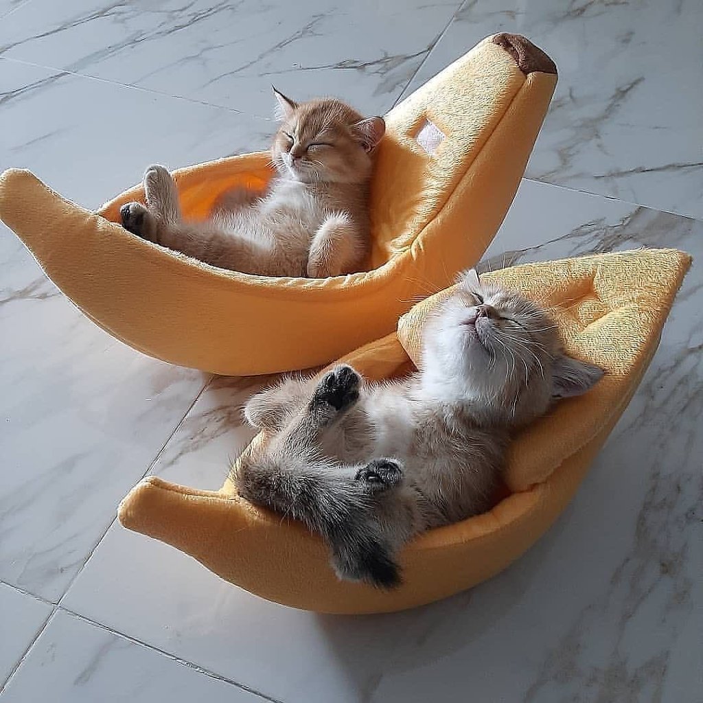바나나 침대jpg | 인스티즈