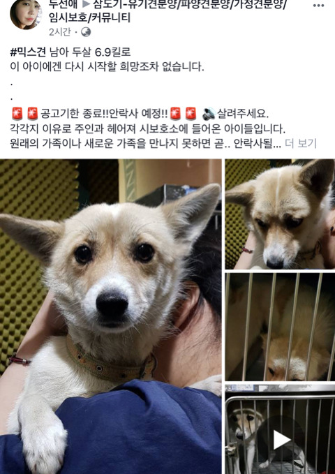 안락사될 아이들이랑 유기현장에서 발견했지만 보호소로 보내진 아이들 보고가줘ㅠㅠㅠ(여러마리고 지역도 여러군데야) | 인스티즈