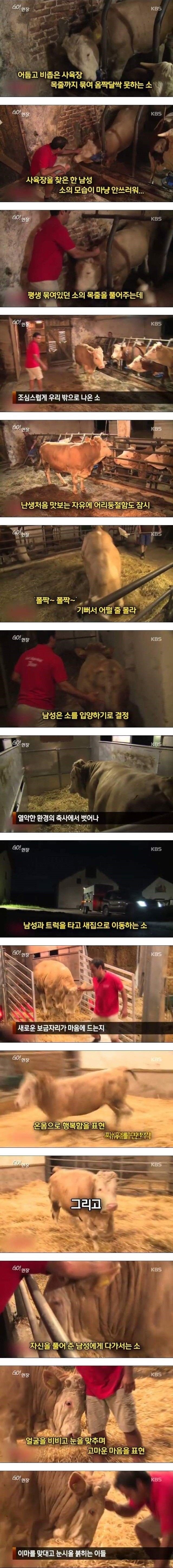 눈물 흘리는 소 | 인스티즈