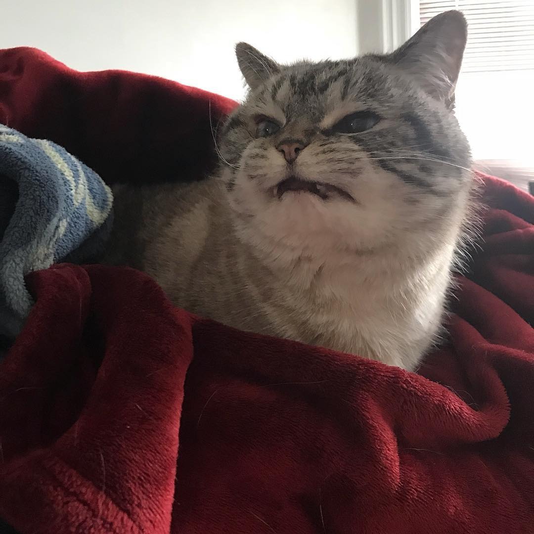 "니가 몰 알아! 조랭이떡같이 생긴게!"의 고양이 로키 사진 | 인스티즈