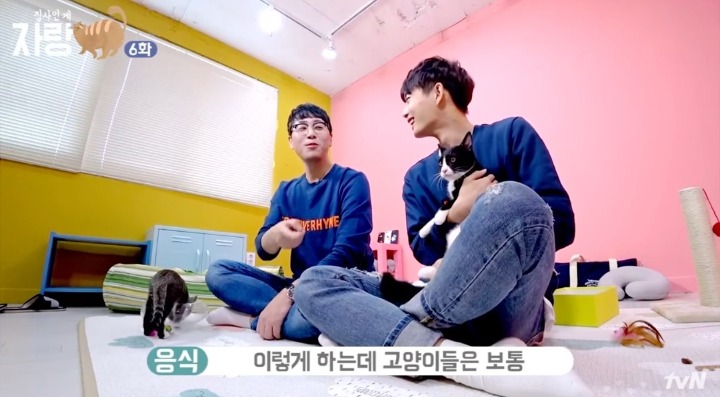 고양이랑 인사하는 법.jpg | 인스티즈