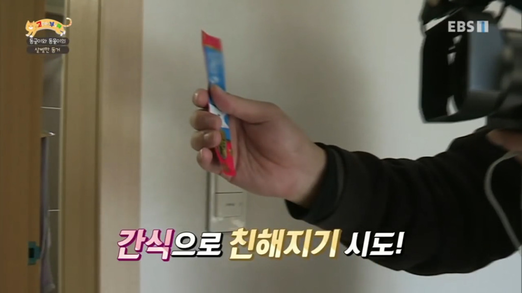 세상에 나쁜 개는 없다 vs 고양이를 부탁해 차이.jpg | 인스티즈