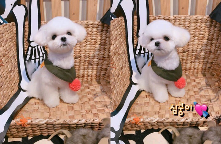 슈퍼주니어 이특이 키우는 반려견 심쿵이.jpg | 인스티즈