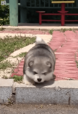 렉걸린 댕댕이.gif | 인스티즈