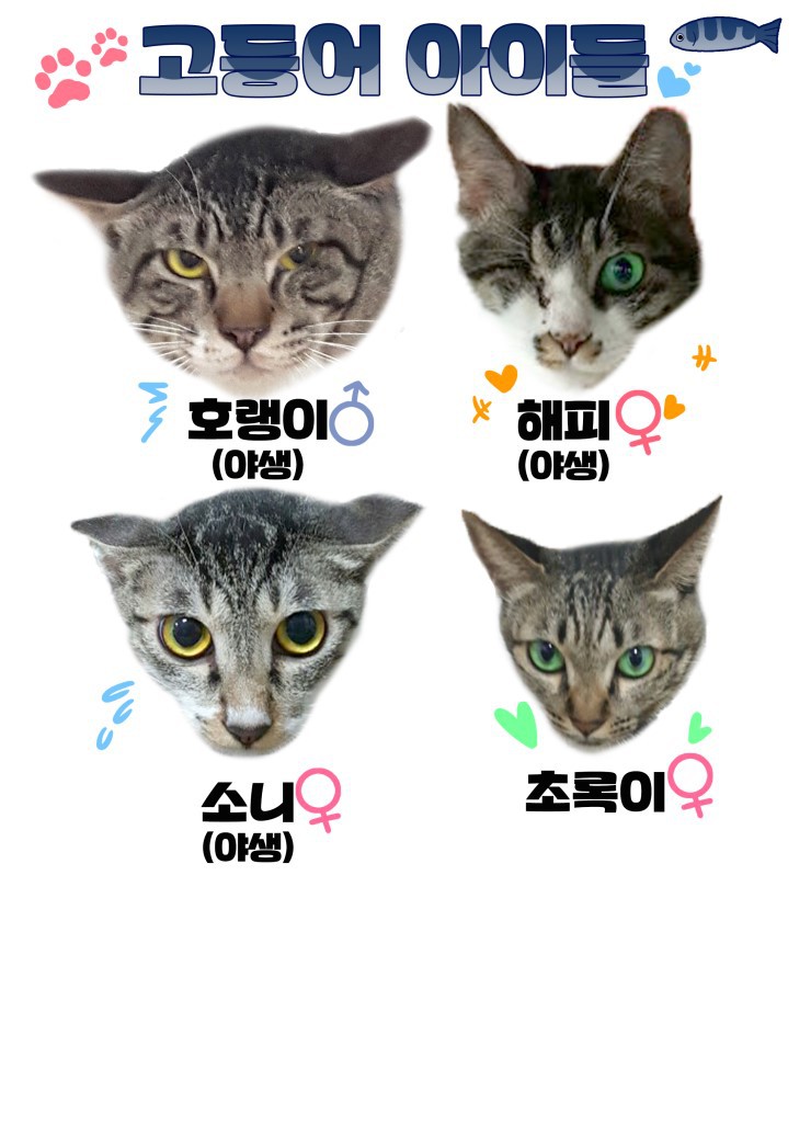 마산의 애니멀호더에게서 구조한 60여마리의 고양이를 도와주세요! 한달 뒤 쉼터가 폐쇄되어 갈 곳이 없습니다.. | 인스티즈
