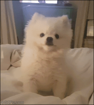 재채기하는 강아지.gif | 인스티즈