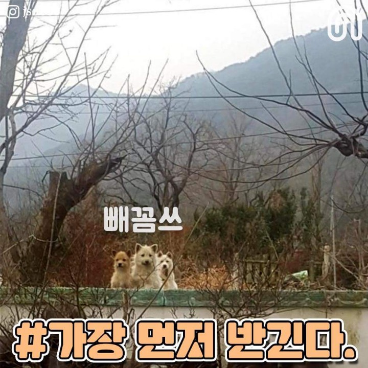 시골강아지들의 특징점.jpg | 인스티즈