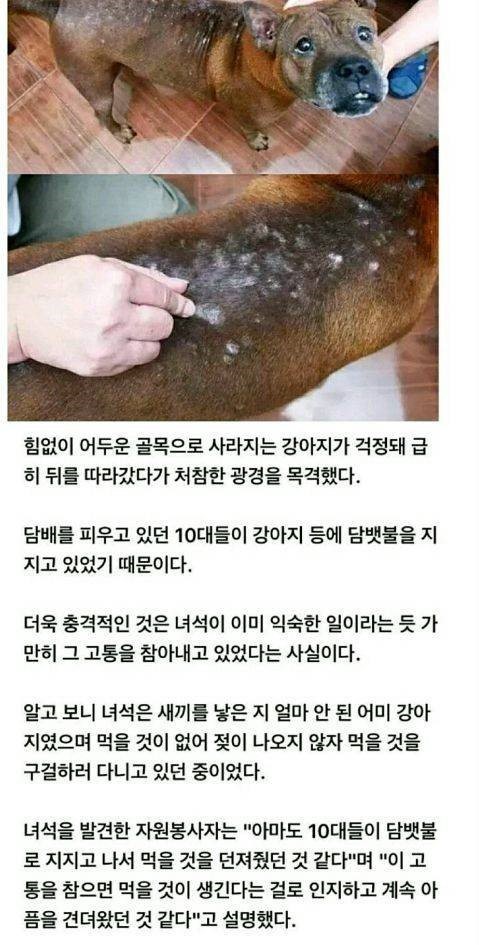 강아지에게 몹쓸짓을 하는 10대들 | 인스티즈