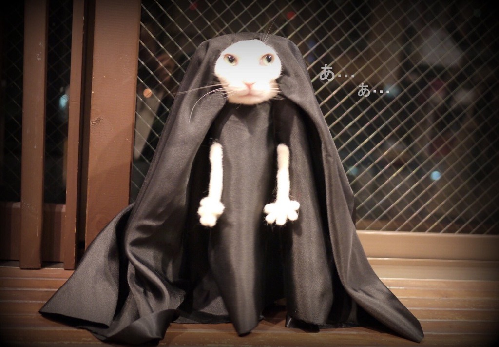 고양이 지브리 할로윈 의상 대회.jpg | 인스티즈