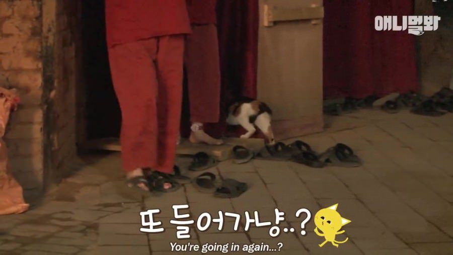  찜질방 고양이 | 인스티즈