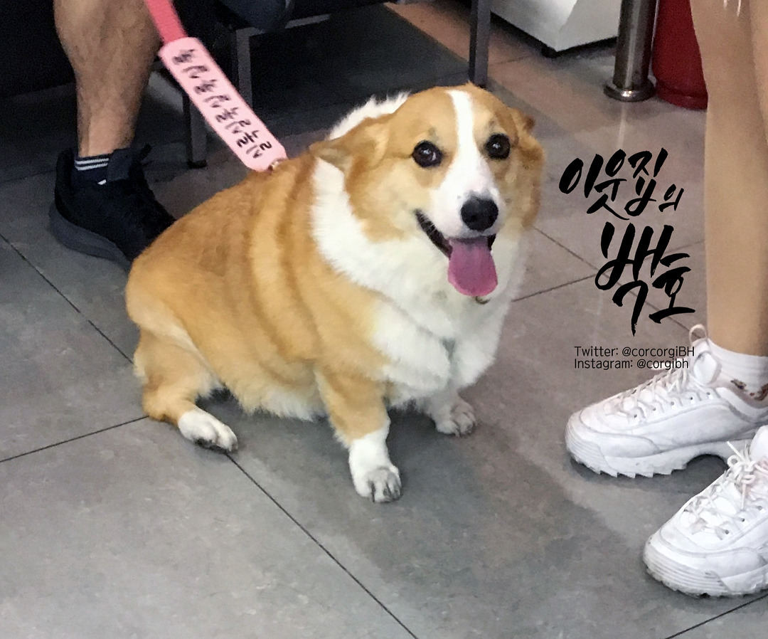 어느 댕댕이의 리드줄 문구.jpg | 인스티즈