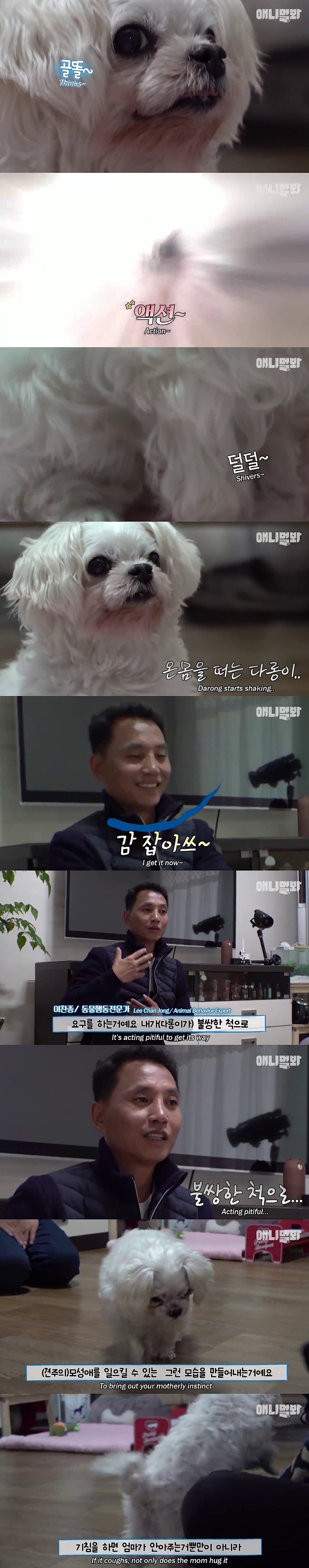 기침이 멎지 않는 개 다롱이 | 인스티즈