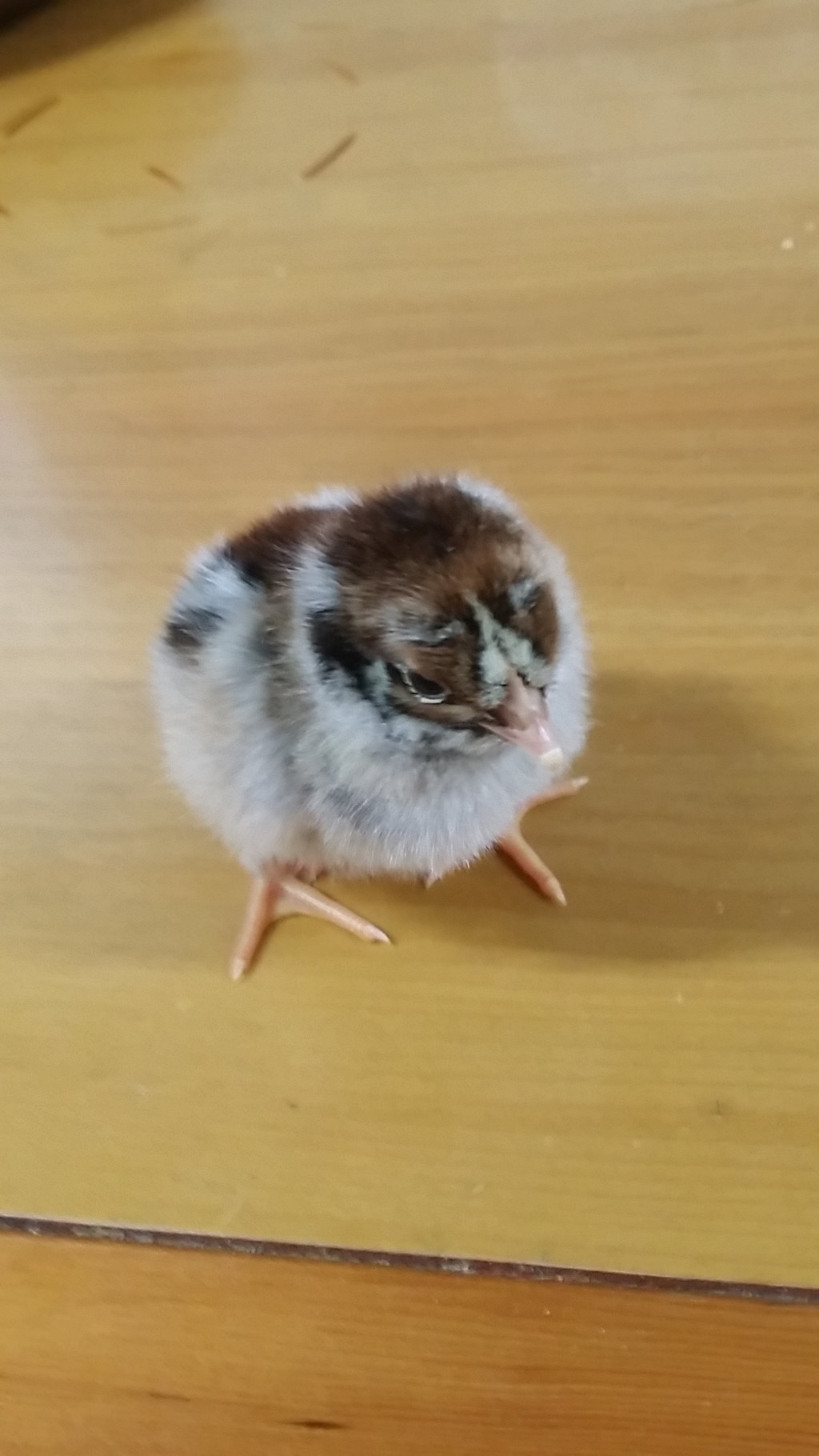 바르네일 이미지