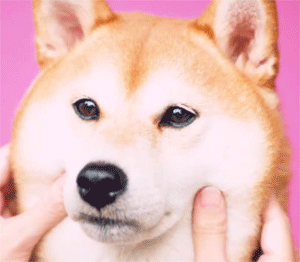 귀여운 댕댕이들.gif | 인스티즈