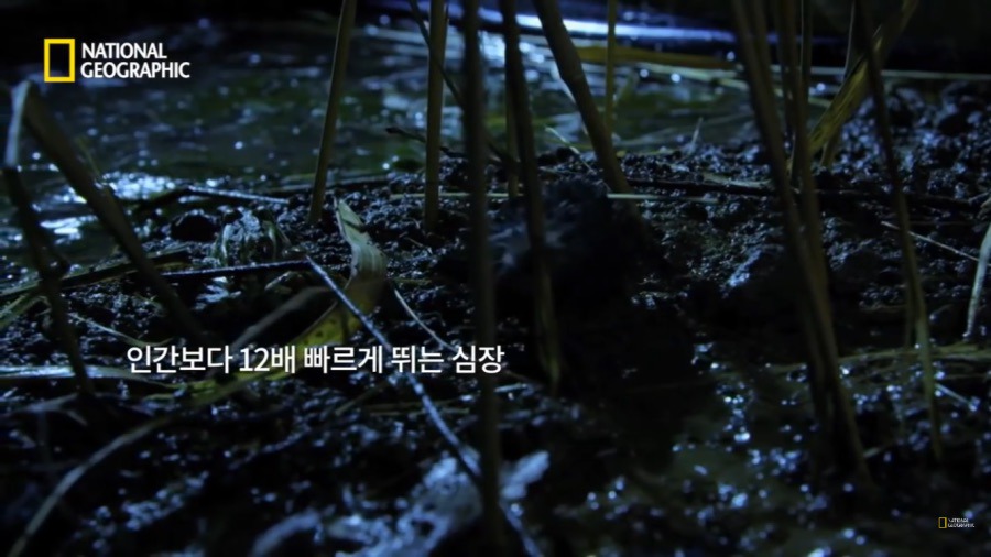 3시간만에 음식을 먹지 않으면 죽는 동물.jpg | 인스티즈
