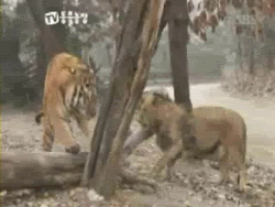 호랑이와 사자가 싸우면?.gif | 인스티즈