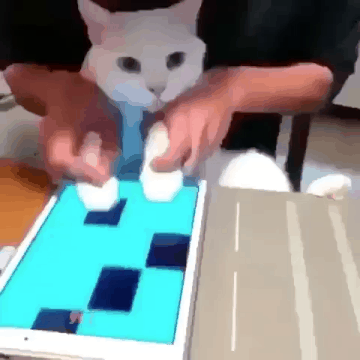 냥이 발로 게임하기.gif | 인스티즈