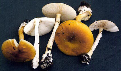 무시무시한 독버섯 모음 | 인스티즈