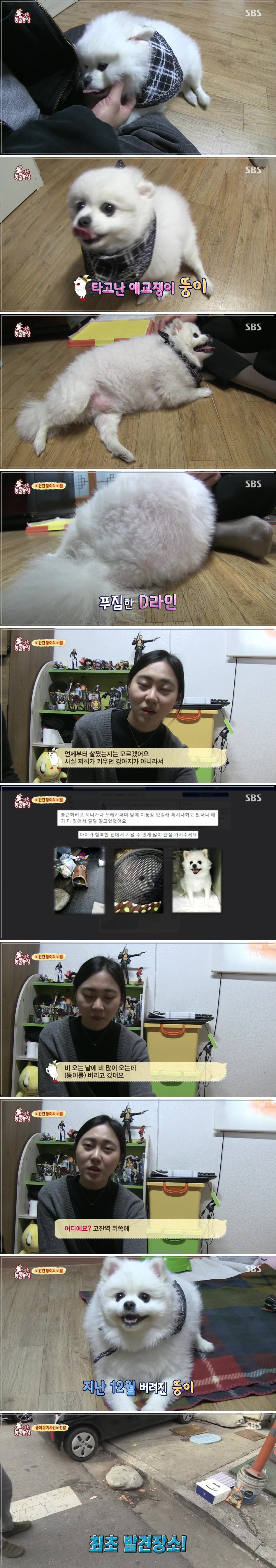 TV동물농장 뚱이 유기사건의 전말 | 인스티즈