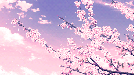 cherry blossom | 인스티즈