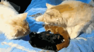 ??? : 여....여보 애들 색깔이 왜 이래?.gif | 인스티즈