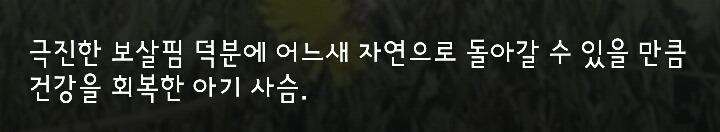 다리 다친 아기사슴을 구해주면 생기는 일.gif (데이터30MB) | 인스티즈