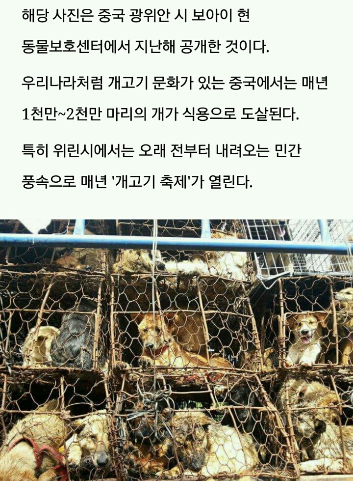 도살장으로 가는 트럭 안에서 태어난 아기 강아지 | 인스티즈