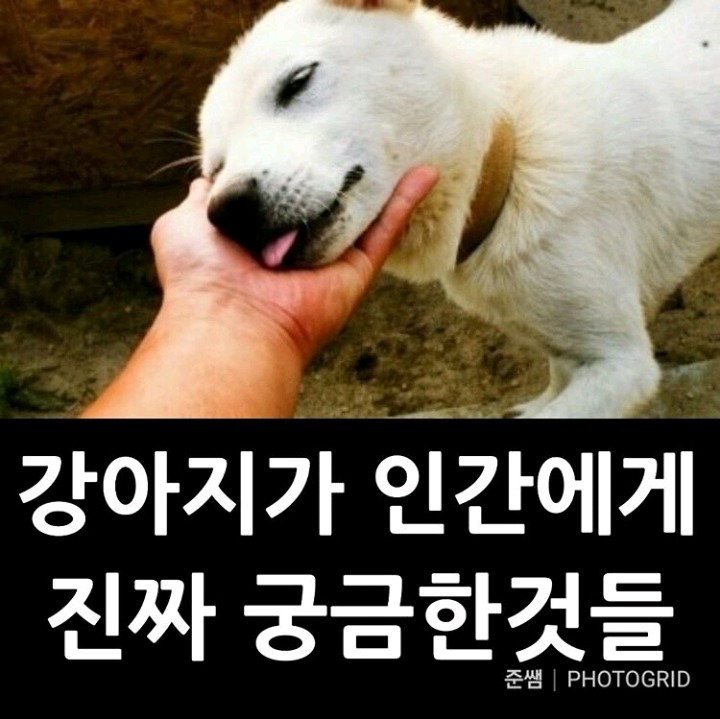 강아지가 인간칭구칭구에게 진짜 궁금한것들 | 인스티즈