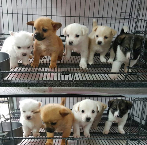 태어난지 얼마 안 된 새끼들과 어미견들이 많은 밀양보호소의 아이들을 구해주세요. 도와주세요 | 인스티즈