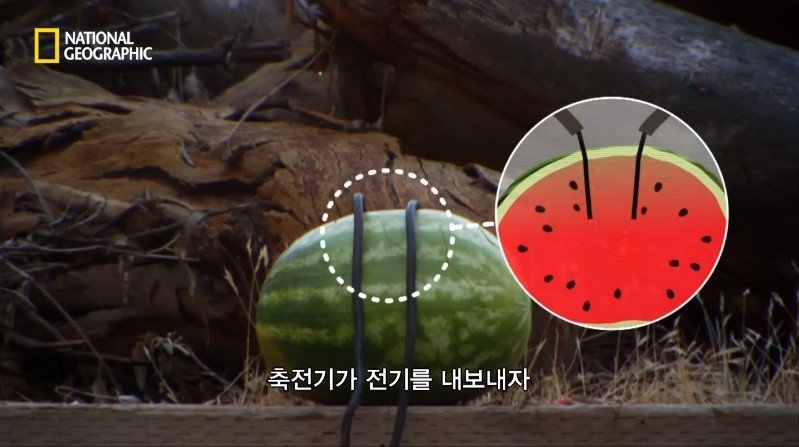 수박 안에 1만 볼트를 내보내면 생기는 일 | 인스티즈