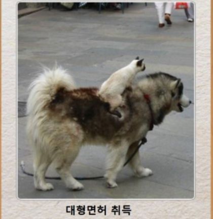 대형면허 취득 | 인스티즈