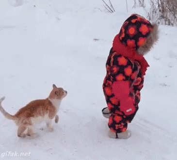 맹수에게 등을 보이면 안되는 이유.gif | 인스티즈