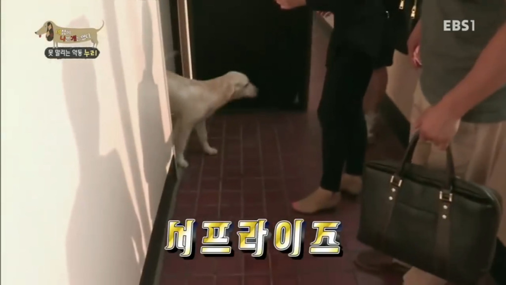 세상에 나쁜 개는 없다 vs 고양이를 부탁해 차이.jpg | 인스티즈